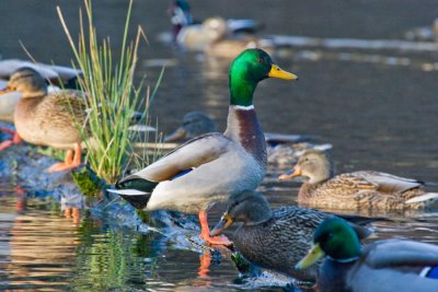 Jan 15 09 Critter Lake-10.jpg