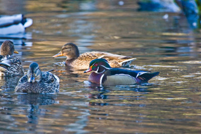 Jan 15 09 Critter Lake-34.jpg