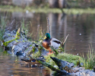 Jan 15 09 Critter Lake-64.jpg