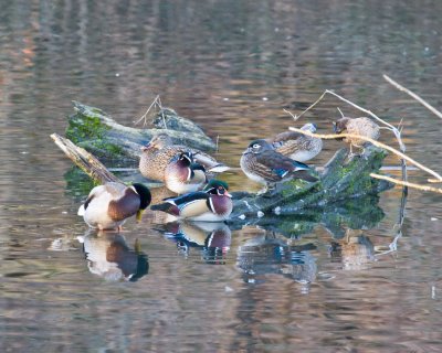 Jan 15 09 Critter Lake-136.jpg