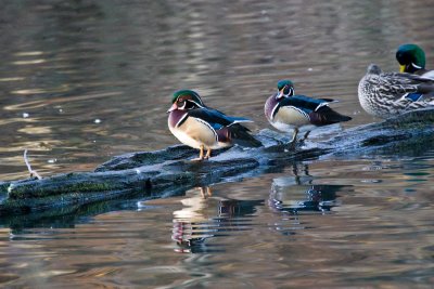 Jan 15 09 Critter Lake-178.jpg