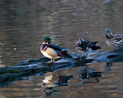 Jan 15 09 Critter Lake-181.jpg