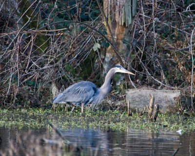 Jan 15 09 Critter Lake-187.jpg