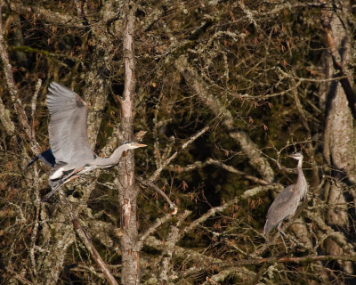 Feb 7 09 Columbia River 1D3-164.jpg