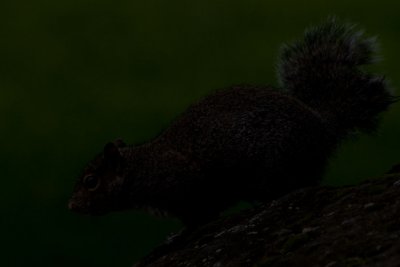 May 19 09 Squirrel-6-2.jpg