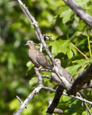 July 14 09 Burnt Bridge Trail-166.jpg