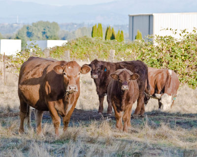 Oct 10 09 Cows 1D3-012.jpg