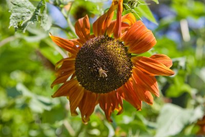 Aug 27 09 Bees and Llama-4.jpg