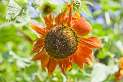 Aug 27 09 Bees and Llama-5.jpg
