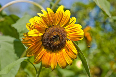 Aug 27 09 Bees and Llama-6.jpg