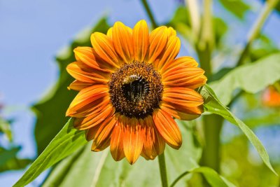 Aug 27 09 Bees and Llama-11.jpg
