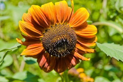 Aug 27 09 Bees and Llama-17.jpg
