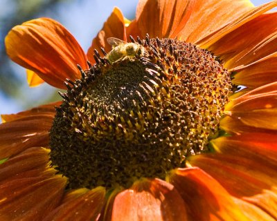 Aug 27 09 Bees and Llama-24.jpg