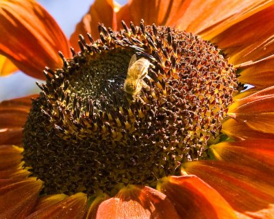 Aug 27 09 Bees and Llama-26.jpg