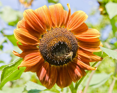 Aug 27 09 Bees and Llama-31.jpg