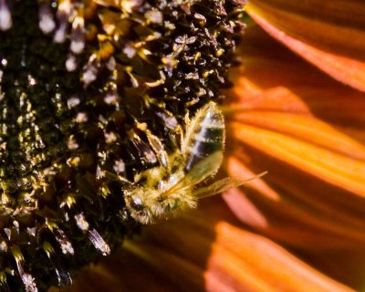 Aug 27 09 Bees and Llama-34-2.jpg