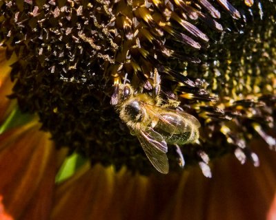 Aug 27 09 Bees and Llama-45.jpg