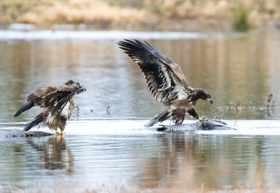 Ridgefield Refuge: Winter Weather And More Eagles! Jan. 31 08
