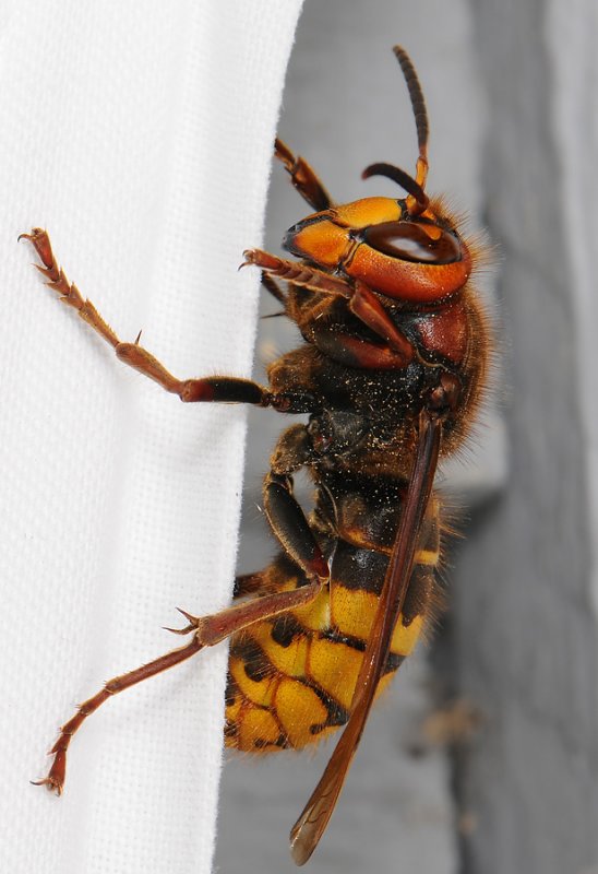 Vespa crabro  005.jpg