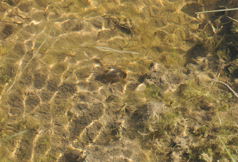 Triops cancriformis  008.jpg