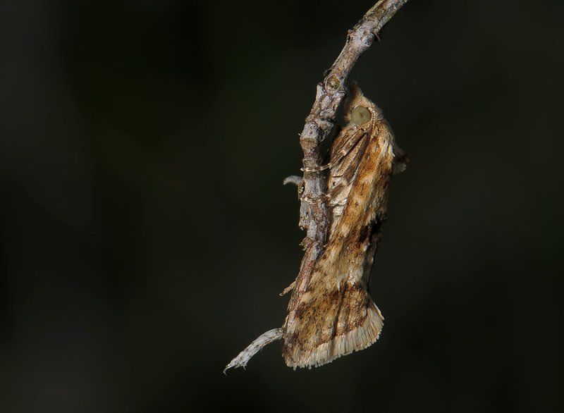 1187   Cochylimorpha alternana  003.jpg