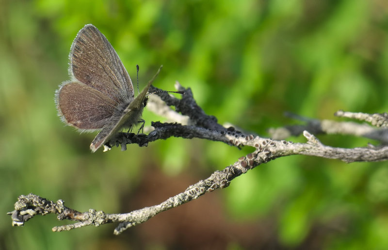 2054   Cupido minimus  144.jpg