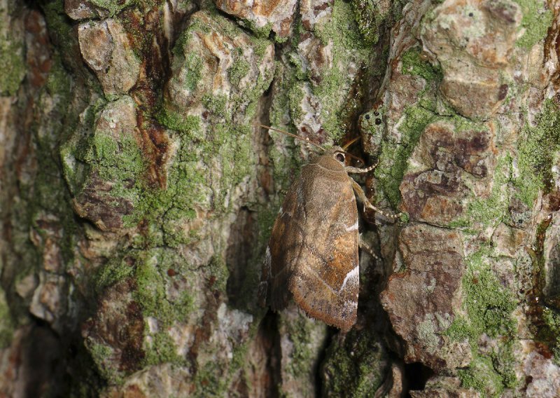 2829   Cosmia affinis  168.jpg