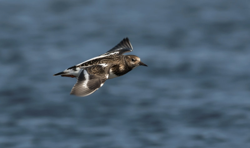 Ruddy Turnstone  2948.jpg