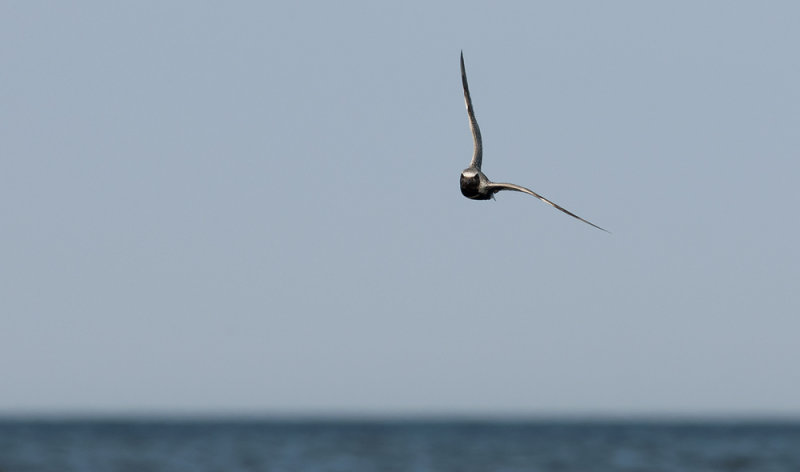 Grey Plover  3051.jpg