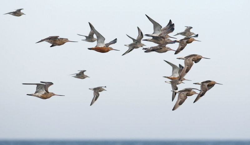 Bar-tailed Godwit  3370.jpg