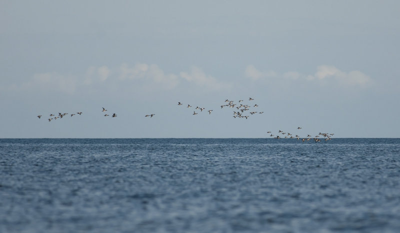 Wigeon  3683.jpg