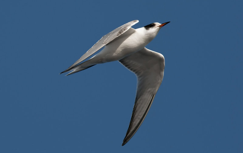 Common Tern  3891.jpg