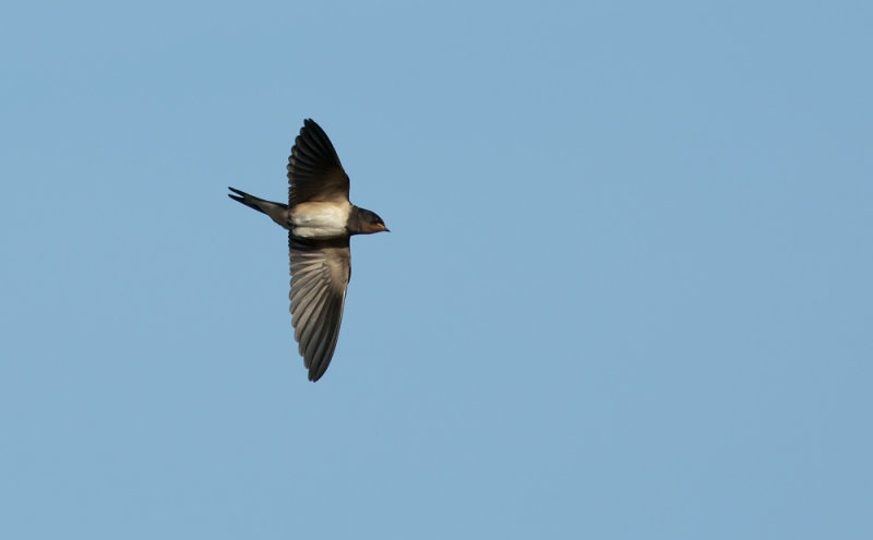 Barn Swallow  6295.jpg