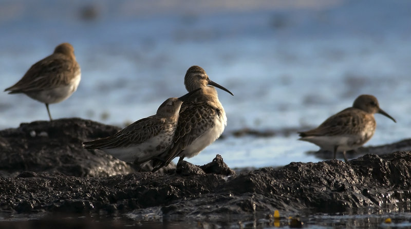Curlew Sandpiper  6757.jpg
