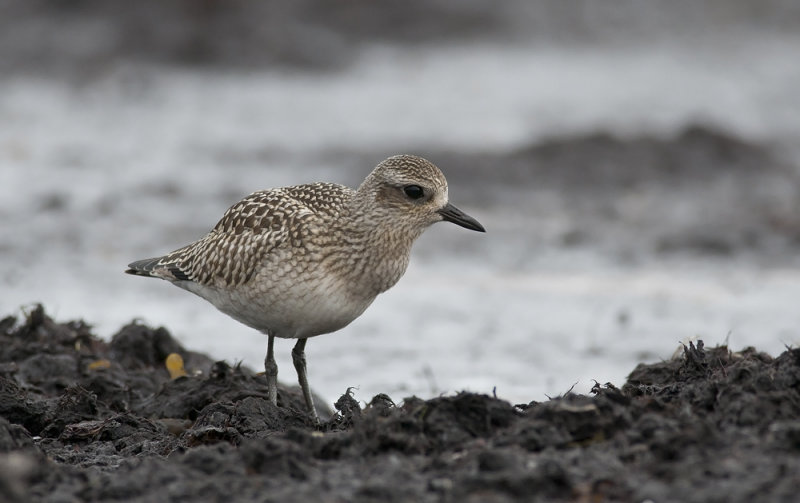 Grey Plover  7507.jpg