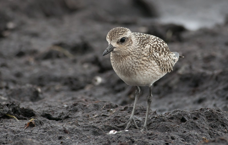 Grey Plover  7537.jpg