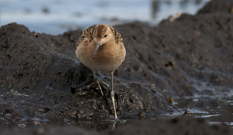 Ruff  7634.jpg