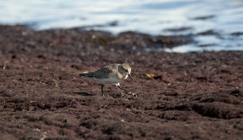 Bairds Sandpiper  8778.jpg