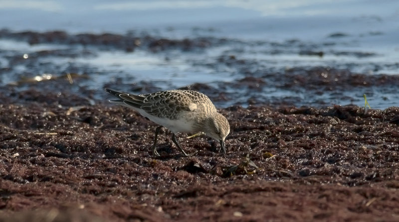 Bairds Sandpiper  8798.jpg