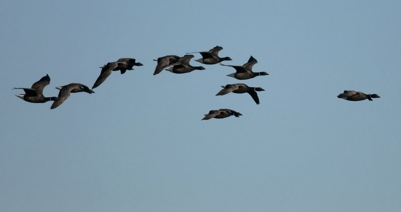 Brent Goose  9019.jpg