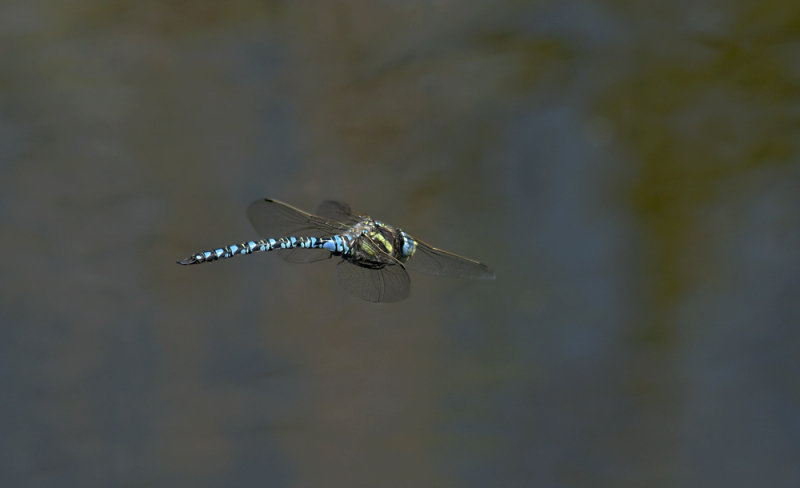 dragon  7974.jpg