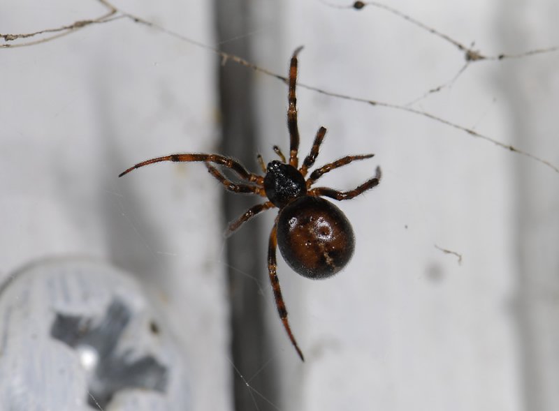 spider2478.jpg