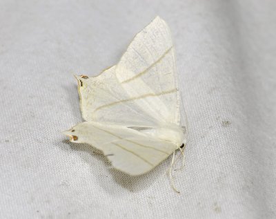 2216   Ourapteryx sambucaria  3656.jpg