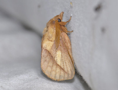 1944   Euthrix potatoria  3680.jpg