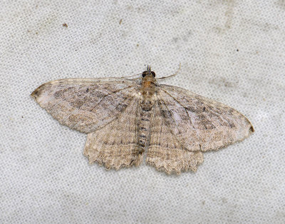 2411   Philereme transversata  3687.jpg