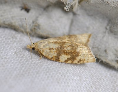 1236 Aleimma loeflingiana 3717.jpg