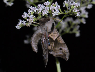 1963 Smerinthus ocellata 3726.jpg