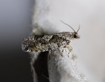 1468 Zeiraphera isertana 3732.jpg