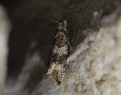 1387 Celypha cespitana 3742.jpg