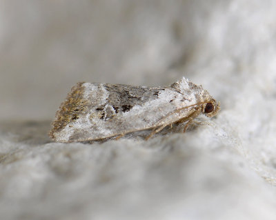 2792 Elaphria venustula 3754.jpg